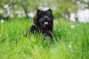 Chow Chow preto com língua de fora ao ar livre