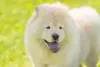 Chow Chow branco com língua de fora