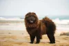 Chow Chow marrom na praia
