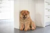Chow Chow filhote em casa