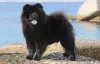 Chow Chow preto com lago de fundo