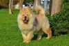 Chow Chow caramelo em parque