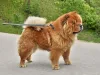 Chow Chow passeando