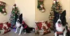 Olha o Koda com a sua roupinha de natal para cachorro. Ele já entrou no clima do fim de ano!