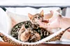 O gato Bengal filhote é muito carinhoso e gosta da companhia de seus donos!