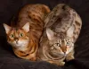 Gato Bengal pode ter pelagem amarela e ruiva