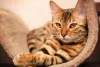 A raça Bengal é ativa, mas também valoriza um momento de calma