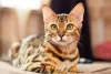 Gato Bengal: fotos mostram como ele parece um pequeno leopardo