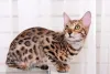 O gato que parece tigre tem manchinhas pelo corpo todo