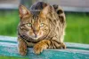 Gato leopardo: preço do Bengal pode ser mais caro se ele for mais próximo do leopardo-selvagem