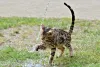 Gato de Bengala ama água, então vale investir em fontes e locais para ele brincar