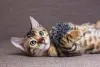 Além do valor, gato Bengal vai exigir outros gastos no dia a dia