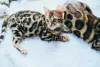 Filhote de gato Bengal precisa ser socializado desde cedo