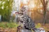 Gato da raça Bengal é super inteligente e pode ser ensinado a passear de coleira