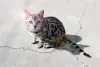 Bengal: gato com tons de cinza também é comum