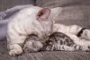 Para um gato da raça Bengal, preço varia dependendo do grau de proximidade com o selvagem