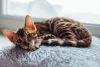 O gato Bengal filhote tem boa convivência com crianças e toda a família