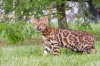 Gato da raça Bengal gosta de explorar a natureza