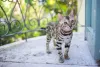 A raça Bengal é curiosa e sempre procura alguma novidade em casa