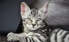 Esse filhote de Bengal até parece um tigre pequeno!