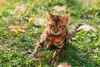 Gato da raça Bengal deve ser adestrado para andar de coleira numa boa