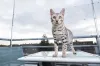 Gato da raça Bengal precisa viver em um ambiente telado para evitar as fugas
