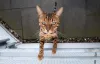 Bengal: gato pode ter instintos selvagens se for da primeira geração