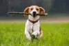Beagle correndo com graveto na boca