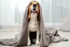 Beagle embaixo de toalha
