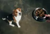 Beagle esperando ração