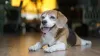 Beagle mini deitado no chão