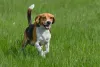 Beagle passaendo em gramado