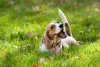 Beagle mordendo graveto feliz