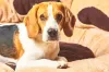 Beagle sentado
