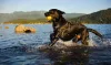 Labrador preto nadando na água