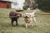 Labrador marrom e outro bege carregando um galho com a boca