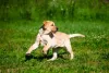Labrador filhote correndo