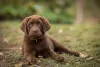 Labrador marrom filhote deitado na grama
