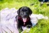 Labrador preto com a boca aberta