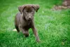 Filhote de Labrador andando feliz