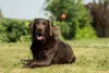 Labrador marrom deitado na grama