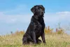 Labrador preto olhando para o horizonte