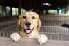 Labrador feliz com língua de fora
