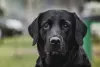 Labrador preto olhando para frente