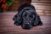 Labrador preto cabisbaixo triste