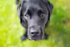 Labrador preto olhando para cima