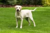 Labrador bege em pé no gramado