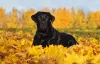 Labrador preto em campo florido amarelo
