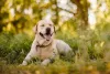 Labrador deitado ao ar livre com sorriso no rosto e língua de fora