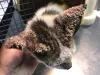 O gato com sarna também pode ficar com crostas espessas na Área afetada